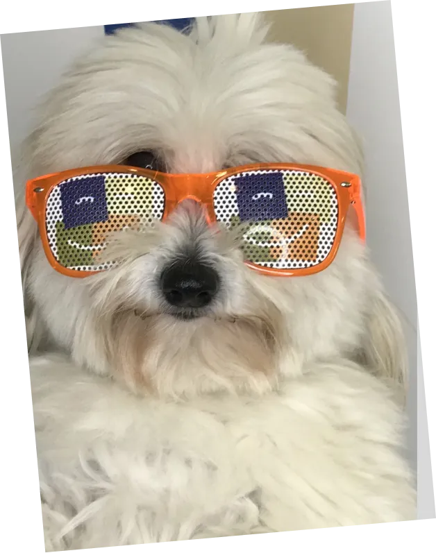 Younis Orthodontics Dog